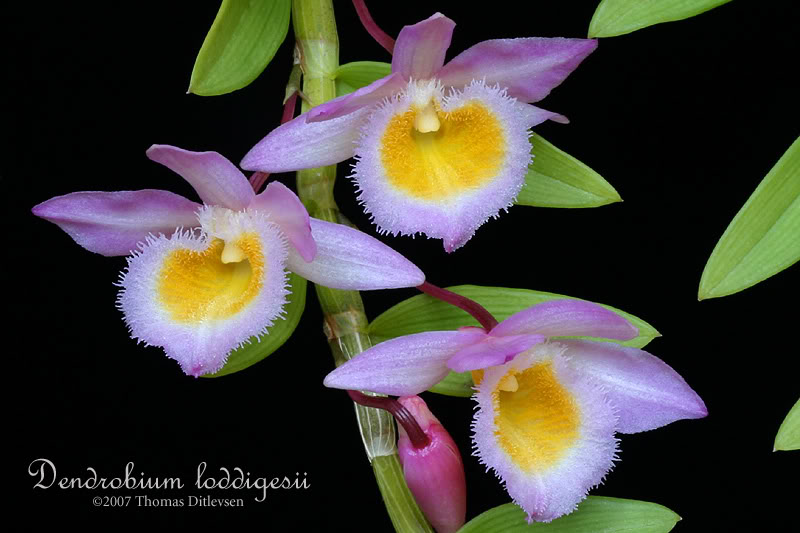 3873-part-dendrobium_loddigesii