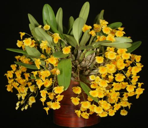 Dendrobium-lindleyi