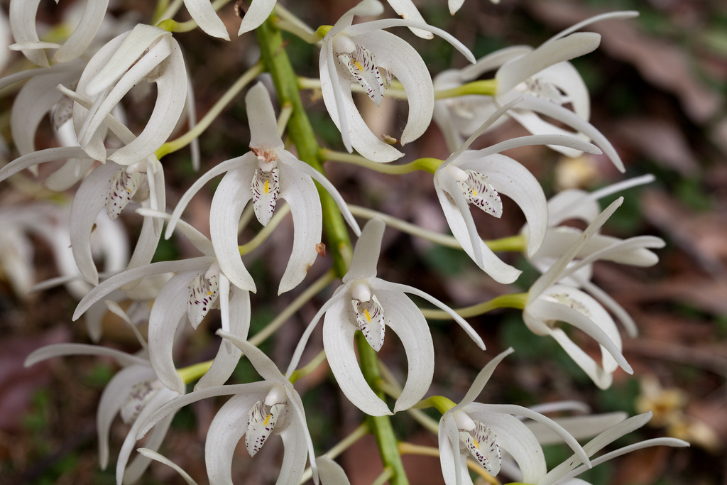 speciosum