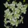 5262 Dendrobium Liberty White