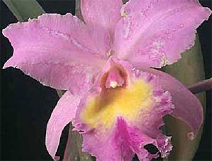 Cattleya purpurata. Suspicion de maladie virale  Virus2